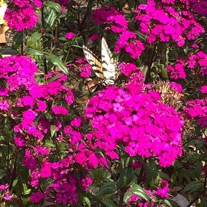 Meet your Posher, Beverly